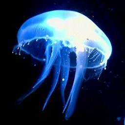 水母电影在线观看,探索深海奇观，在线观看带你领略神秘海洋